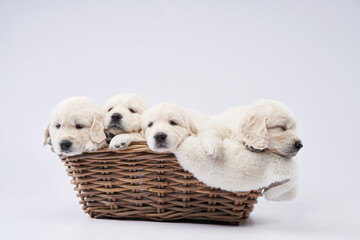three puppies sleeps. Sweet dog, dear. Golden retriever on a white background in the studio