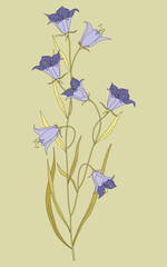 A bouquet with blue spreading flowers-bells. Hand-drawn with a black outline on an insulating white background. Bell illustration, drawing, engraving, ink, linear art.