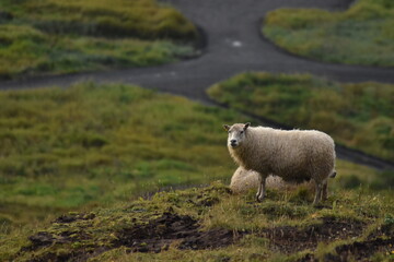 Obraz premium sheep in the mountains