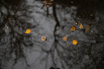 reflection in the puddle with yellow leaves and rain drops.