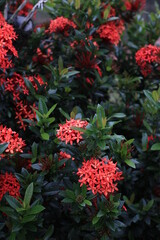 Close-up portrait of red asoka flowers in full bloom
