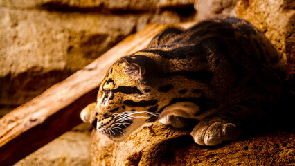 close up of a big cat