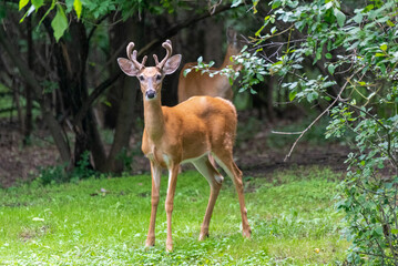 A Young White-tailed Deer Buck And His Doe In Summer
