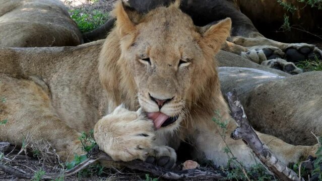 Young male lion cleaning his claws
