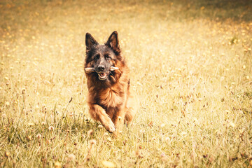 Germanshepherd love with him