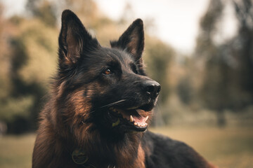 Germanshepherd love with him