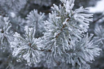Pine branches in the snow. Frozen pine branches close-up.