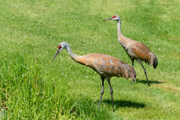 Fototapeta premium Two Sandhill Cranes Foraging For Food In Summer