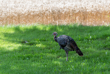 Wild Turkey Feeding In The Grass In Summer