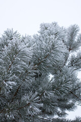Pine in the snow. Pine branches in the snow. Snow-covered pine branches. Winter in the forest. Snow covered pine tree.