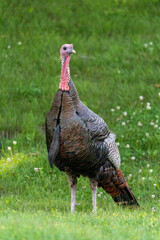 Wild Turkey Feeding In The Grass In Summer
