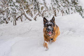 Germanshepherd snow Catalan Pyrenees Aigüestortes National Park