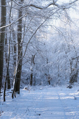 Fototapeta premium Snow-covered forest path on a sunny winter day in Taunus/Germany