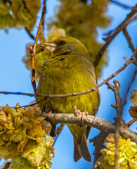 Yellow Bird Elm Tree