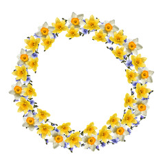 wreath of flowers narcissus and chicory drawing