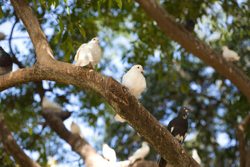 Rock pigeons or common pigeons or wild pigeons. Pigeons sitting on a tree. Blond pigeon or common pigeon. Columba livia