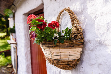 Woven hanging basket with flowers on the wall of an Irish whitewashed cottage.