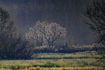 Obraz na płótnie Canvas drzewa w naturalnym krajobrazie polskim