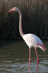 Exploring the beauty of Camargue