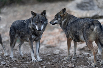 An intense look, full of feelings and protection towards yours, a word with a lot of meaning, alpha