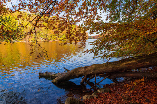 Blick &uuml;ber den See Schmaler Luzin auf die herbstliche Feldberger Seenlandschaft