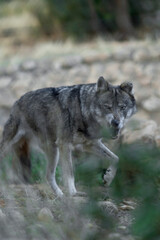 An intense look, full of feelings and protection towards yours, a word with a lot of meaning, alpha