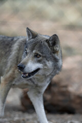 An intense look, full of feelings and protection towards yours, a word with a lot of meaning, alpha