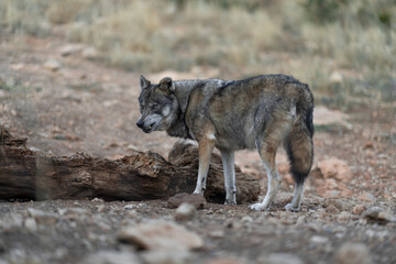 An intense look, full of feelings and protection towards yours, a word with a lot of meaning, alpha