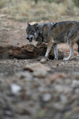 An intense look, full of feelings and protection towards yours, a word with a lot of meaning, alpha