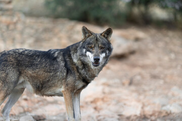 An intense look, full of feelings and protection towards yours, a word with a lot of meaning, alpha