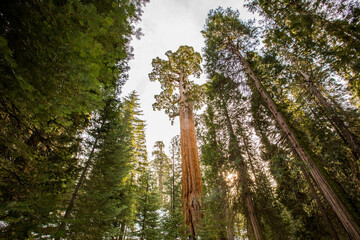 Winter in Sequoia National Park, United States Of America