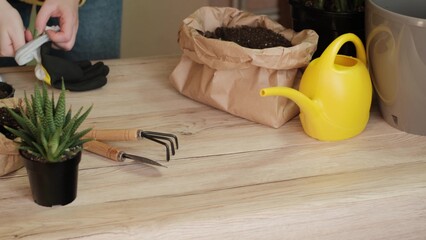 Close-up woman's hands are planting repotting indoor plants home flowerpots in another pot giving new life to indoor plants. The hostess takes care of the plants care of flowerpots