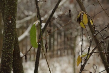 The last green leaf on a tree in winter
