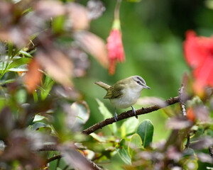 Chivi Vireo, Vireo Chivi perched