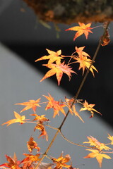 京都　貴船神社の紅葉
