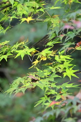 京都　貴船神社の紅葉