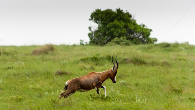 Blesbuck (Damaliscus pygargus phillipsi) running in the field