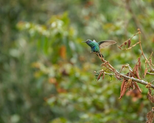 Sparkling Violetear, Colibri Coruscans