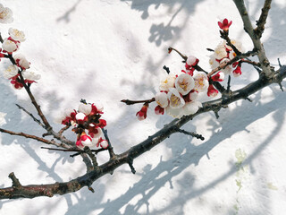 Branch with blooming apple blossom agains a white wall - 548256270