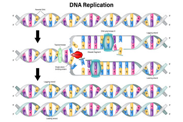 DNA Replication. DNA Polymerase enzyme syntheses. Leading strand and Lagging strand. Okazaki fragment.
