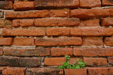Old Bricks wall Ayutthaya background 