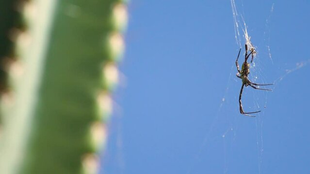 Closeup of a Hawaiian garden spider on the cobweb. Argiope appensa.