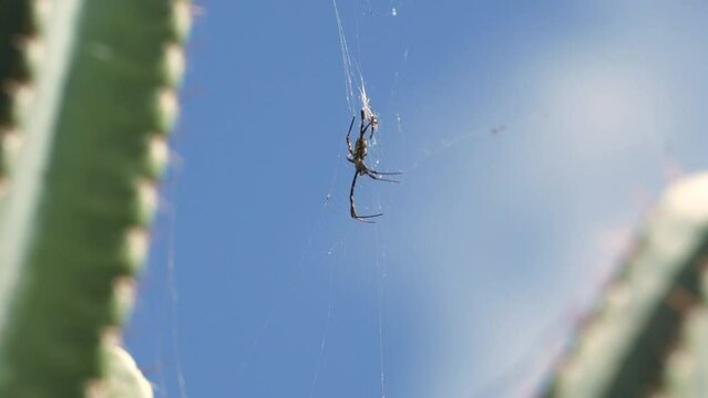 Closeup of a Hawaiian garden spider on the cobweb. Argiope appensa.