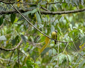 Tropical Kingbird, Tyrannus Melancholicus perched