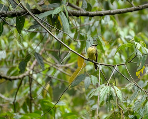 Tropical Kingbird, Tyrannus Melancholicus perched