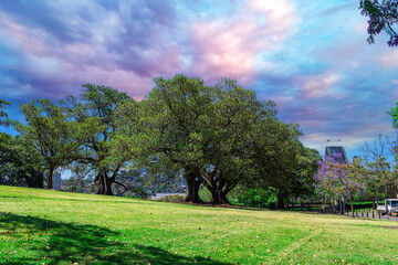 Beautiful park on a Hill overlooking Sydney Harbour, Sydney CBD, the Rocks and Darling Harbour. Lush green trees and colourful Jacaranda purple trees. Observatory Hill Park in Sydney NSW Australia