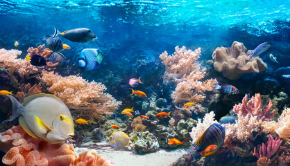 Life of the underwater world. Colorful tropical fish. Animals in the coral reef. Ecosystem....