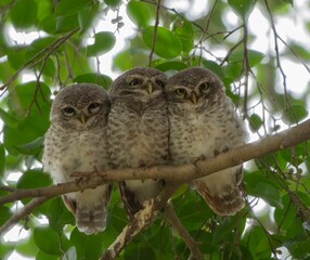 Three baby owl perching on the branch of the tree