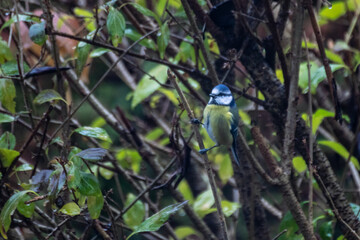 Vogel bei Herbstwetter in Natur