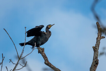 cormorant perched on a branch drying wings with a blurred blue sky in the background